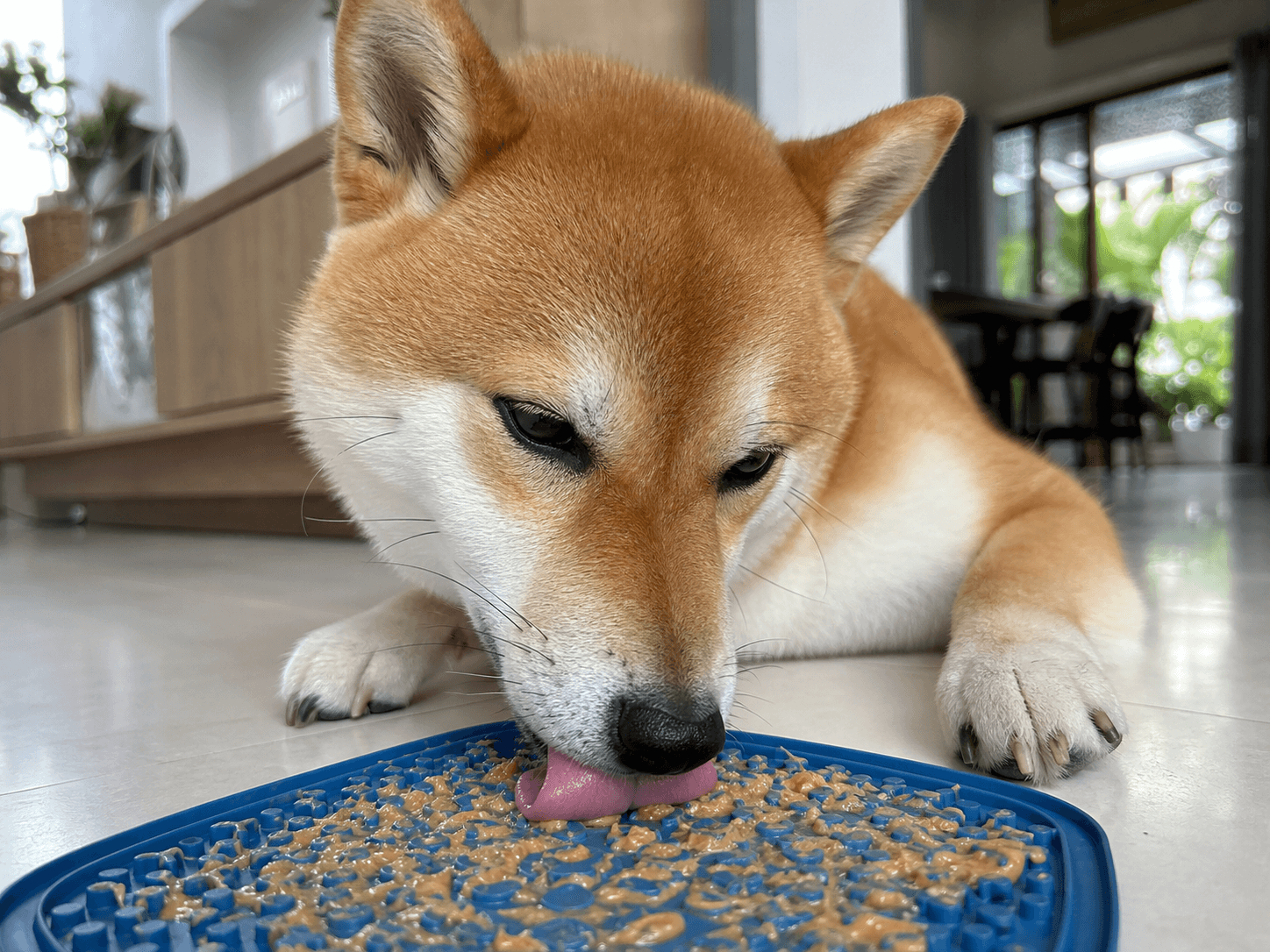 A Shiba Inu focused on licking a textured enrichment mat with peanut butter on a clean kitchen floor.