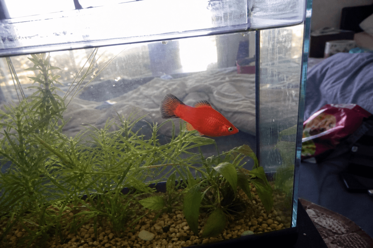 anjir aruna cakep bgt lagi berenang di tank barunya 😭😭😭 gemes bgt pengen nyiumm!!