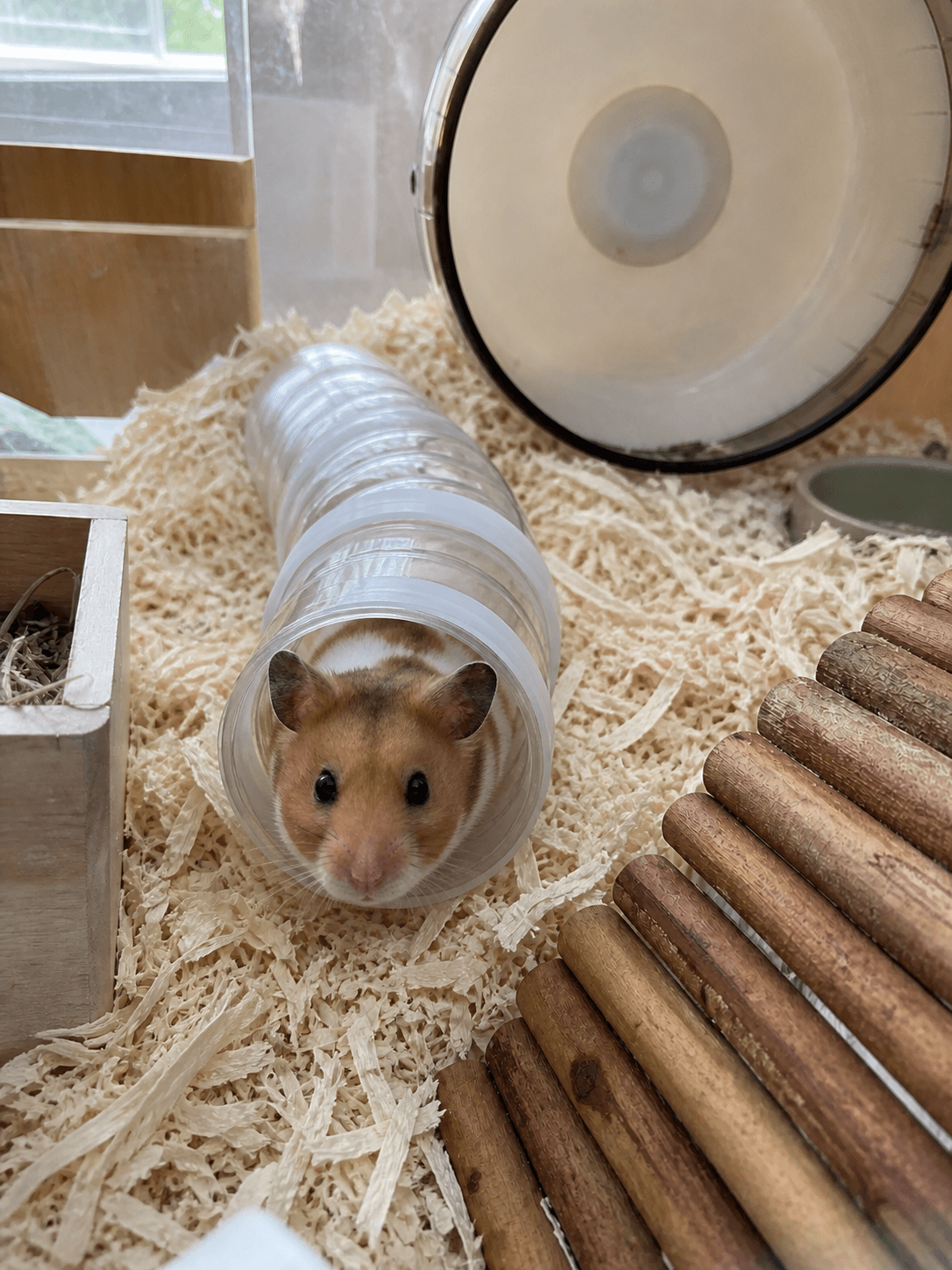 Anjir si Taro gemes banget lagi ngintip dari tube 🤏🐹 Lucu banget gak nahan pengen gigit!
